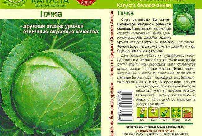 Капуста точка: описание сорта, фото и отзывы, характеристика раннего белокочанного культивара, когда садить