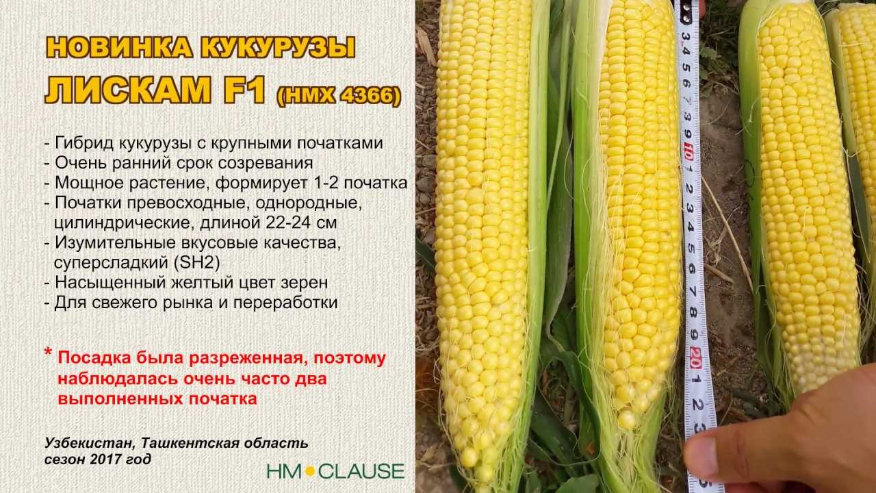 Названия 7 лучших сортов кукурузы для попкорна, особенности выращивания