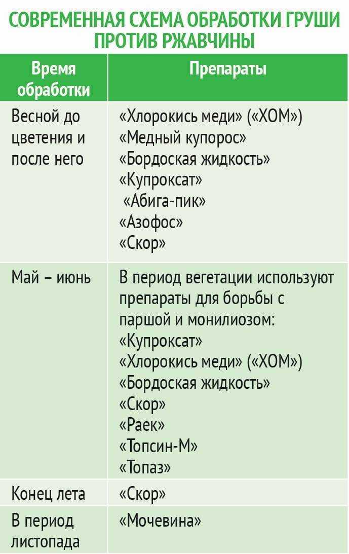 О вредителях груши: методы борьбы с вредителями на листьях, обработка