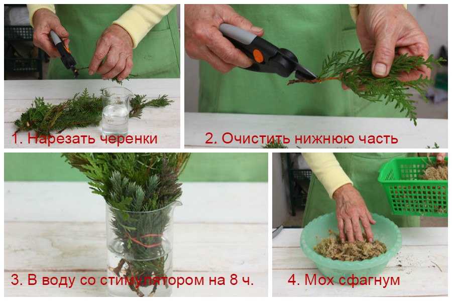 Как правильно посадить тую и обеспечить правильный уход за ней
