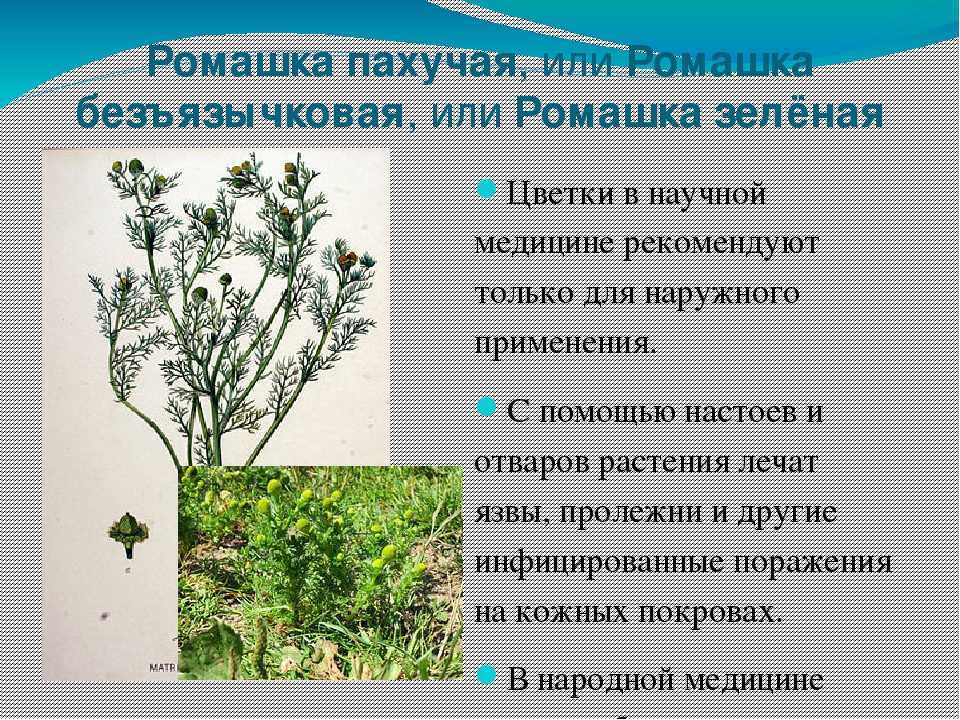 Полезные травы: как действуют 11 лекарственных растений