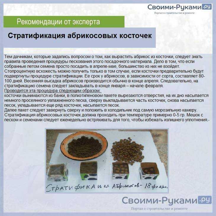 Как правильно выращивать виноград из косточек (семян): посев, уход