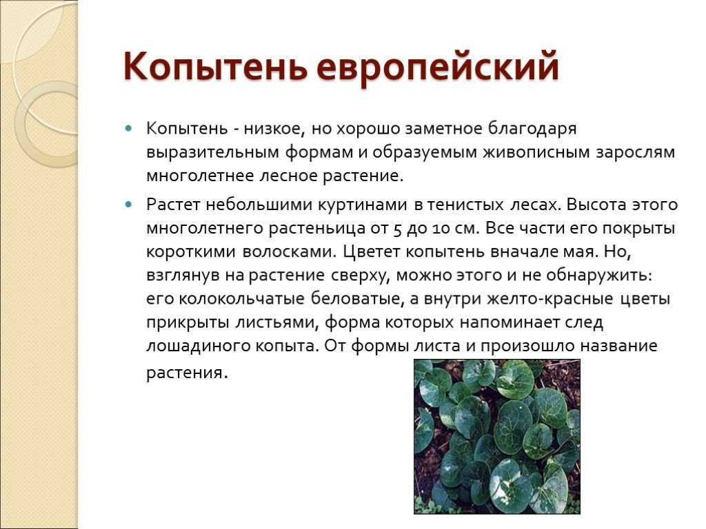 Эффективен ли копытень европейский от алкоголизма: отзывы и рецепты