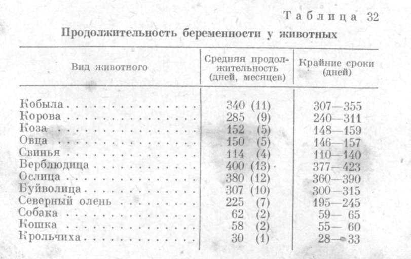 Сколько дней ходит беременная корова