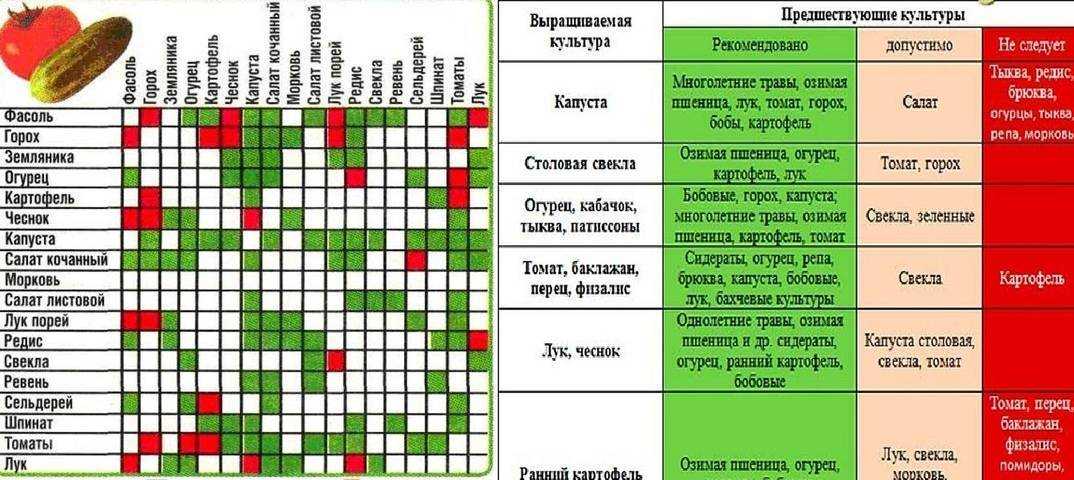 Когда какие сидераты сеять и закапывать: лучшие сидераты: горчица, фацелия, рожь; посев сидератов