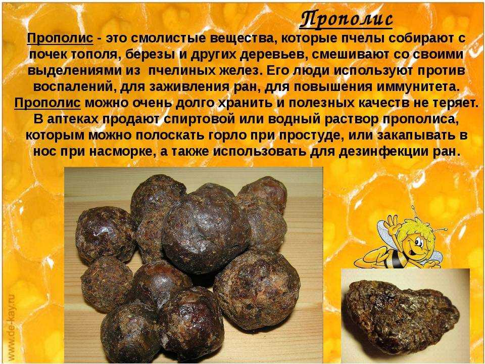 Прополис и его лечебные свойства