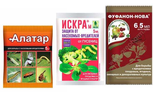 Как бороться с плодожоркой на яблоне: эффективные способы