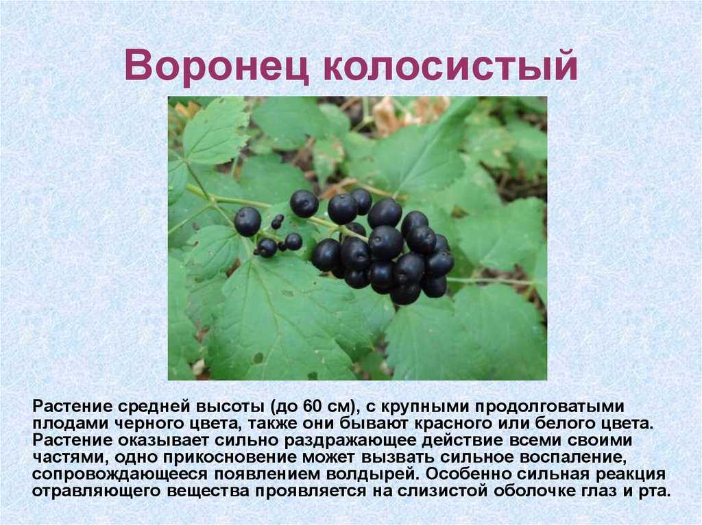 Клопогон кистевидный (цимицифуга, воронец): лечебные свойства корневища, показания рацемозы, противопоказания, фото