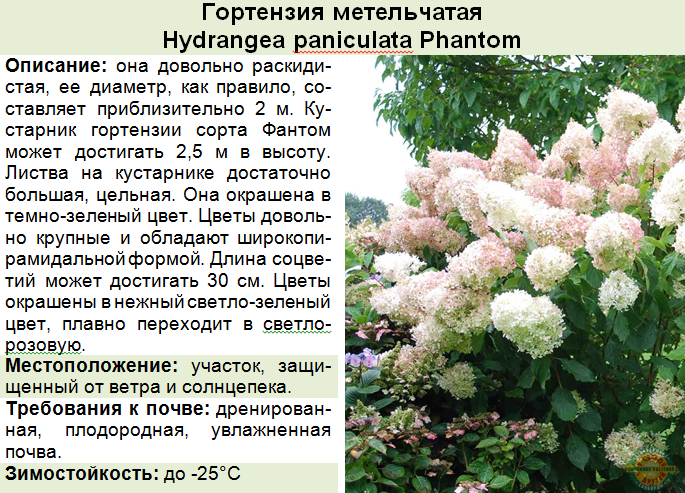 Гортензия: посадка и уход в открытом грунте, фото, сорта, размножение, выращивание и сочетание в ландшафтном дизайне