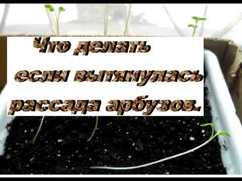 Когда и как сажать арбузы на рассаду в домашних условиях: правила ухода и выращивания