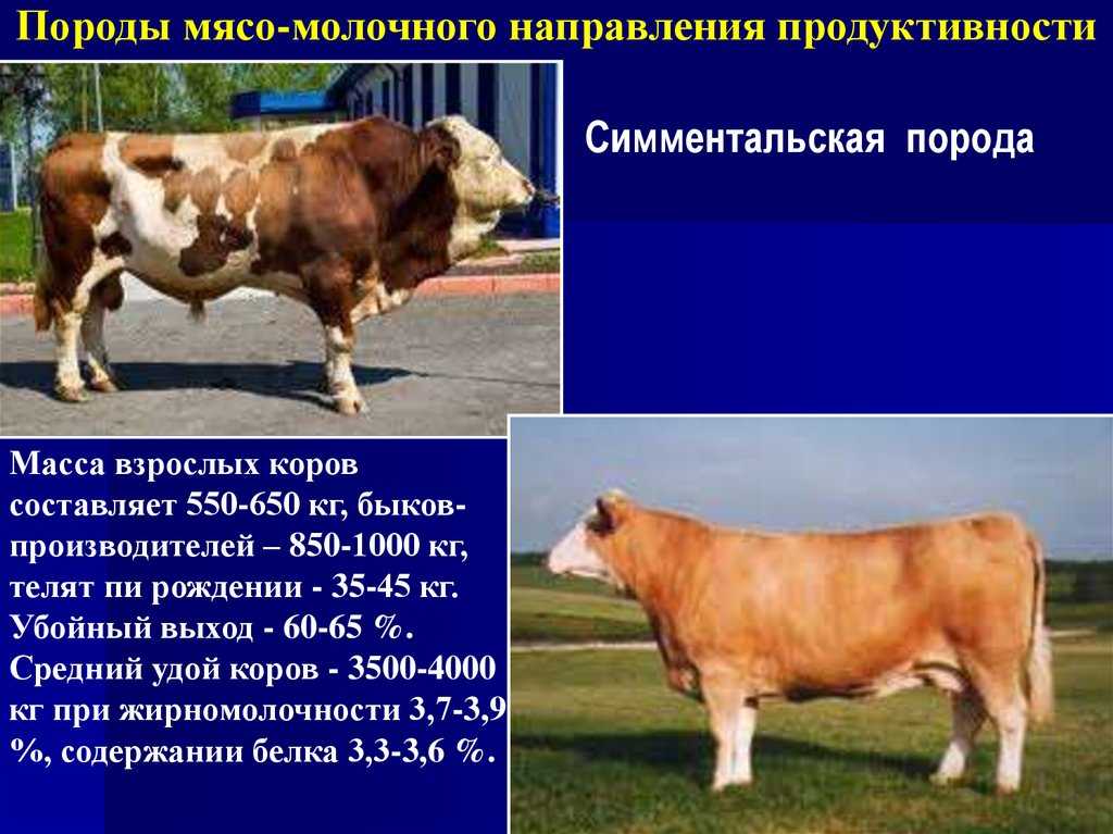 Коровы симментальской породы — характеристика симменталов, плюсы и минусы, фото