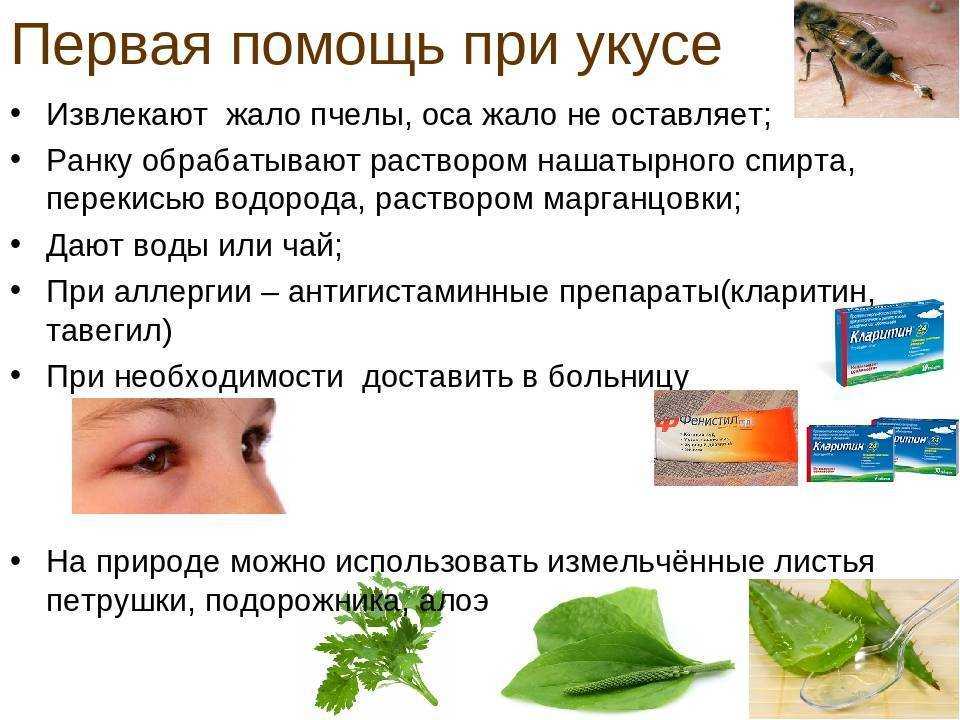 Оса и пчела: различия и сходства, описание, фото