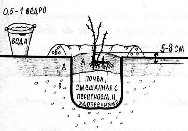 Как посадить жимолость весной саженцами: пошаговая инструкция