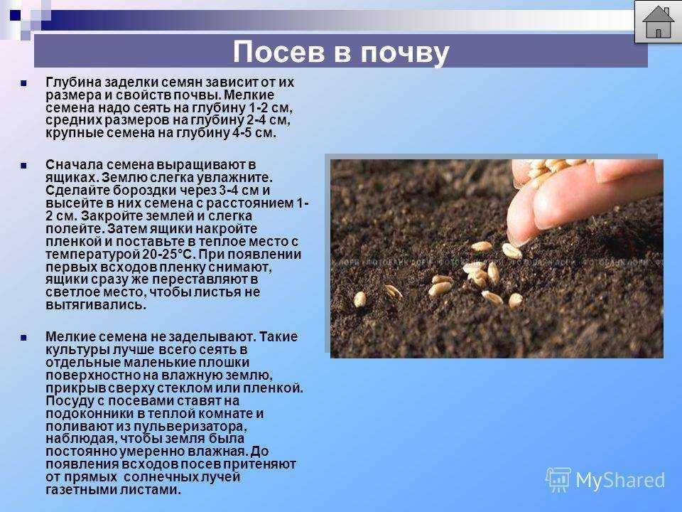 Садовый чабер: ароматный, горный, огородный, перечный, посадка и уход в открытом грунте