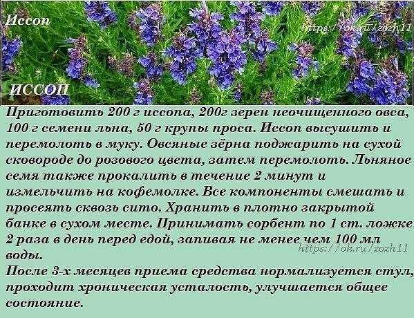 Трава иссоп: полезные свойства и противопоказания, 15 фото