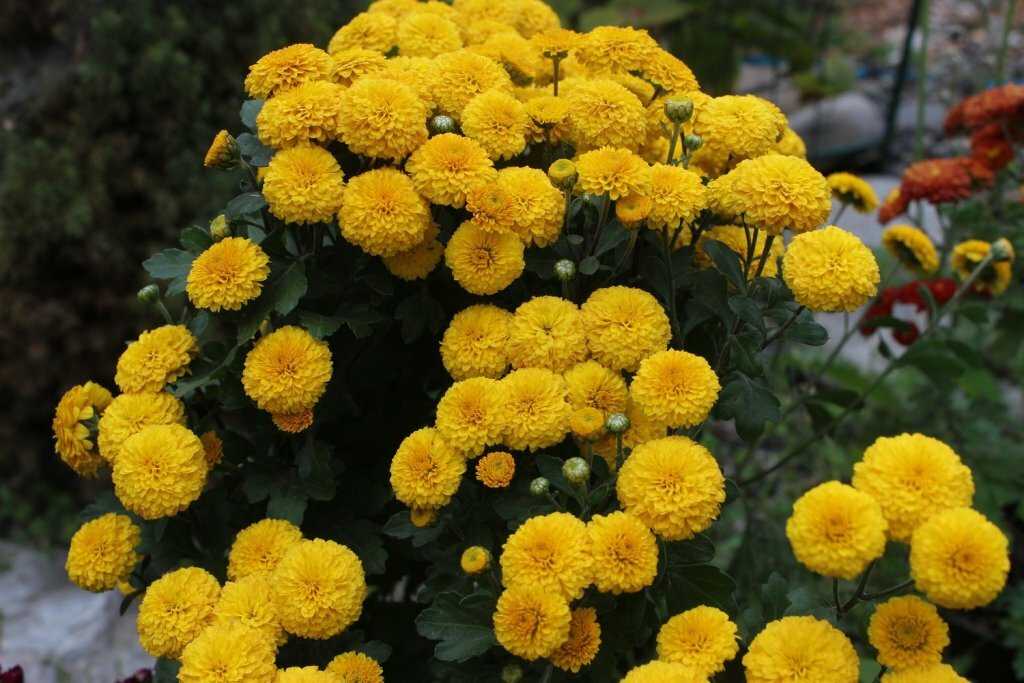 Хризантемы: посадка и уход, фото, сорта и виды