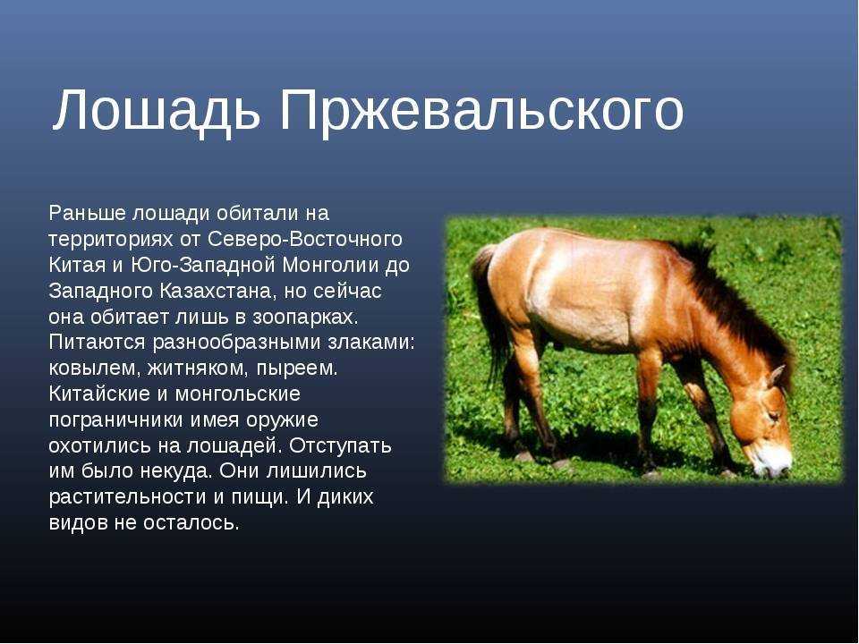 Лошадь пржевальского. описание, особенности, виды, образ жизни и среда обитания животного | живность.ру