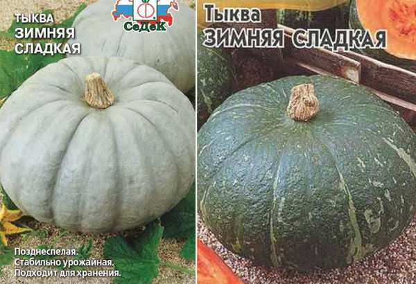 Тыква зимняя сладкая: отзывы, фото урожая, описание сорта, вкусовые качества, урожайность, выращивание, посадка и уход