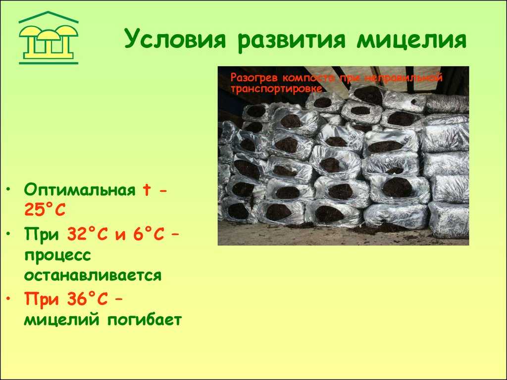 Рассада огурцов в опилках