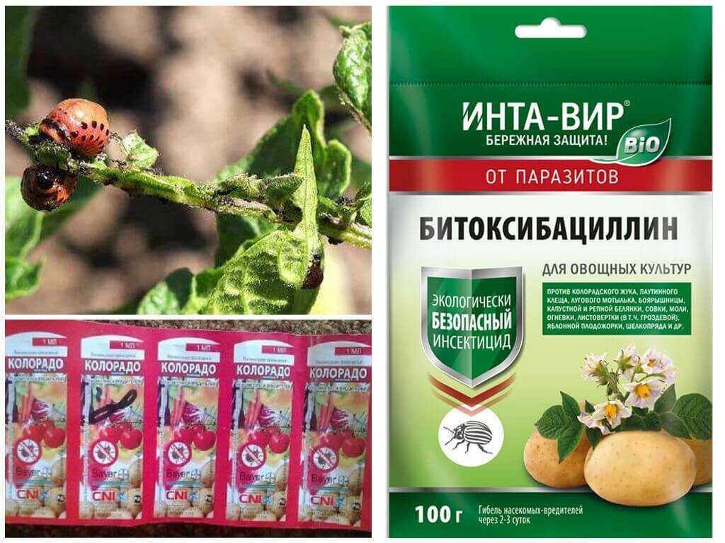 Нюансы применения горчицы в качестве сидерата