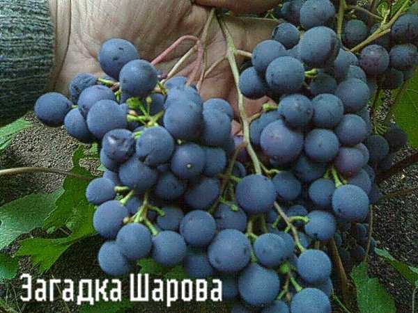 Виноград загадка шарова: описание сорта, правила посадки и ухода, сбор урожая