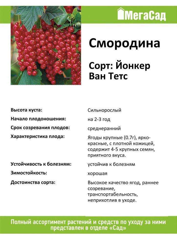 Сорт красной смородины татьяна: описание, фото, отзывы, характеристики