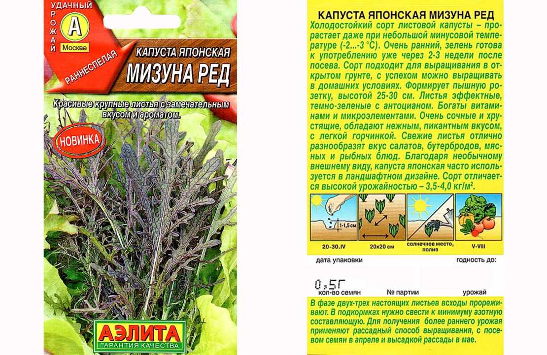 Японская капуста: декоративные сорта мизуна, русалочка и изумрудный узор, а также выращивание овоща из семян и благоприятные условия для этого русский фермер