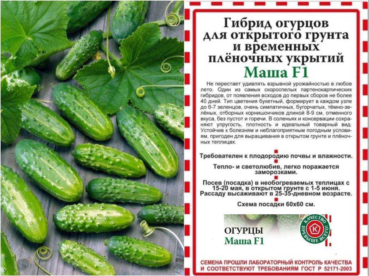 Об огурце водолей: описание сорта, характеристики, технология выращивания