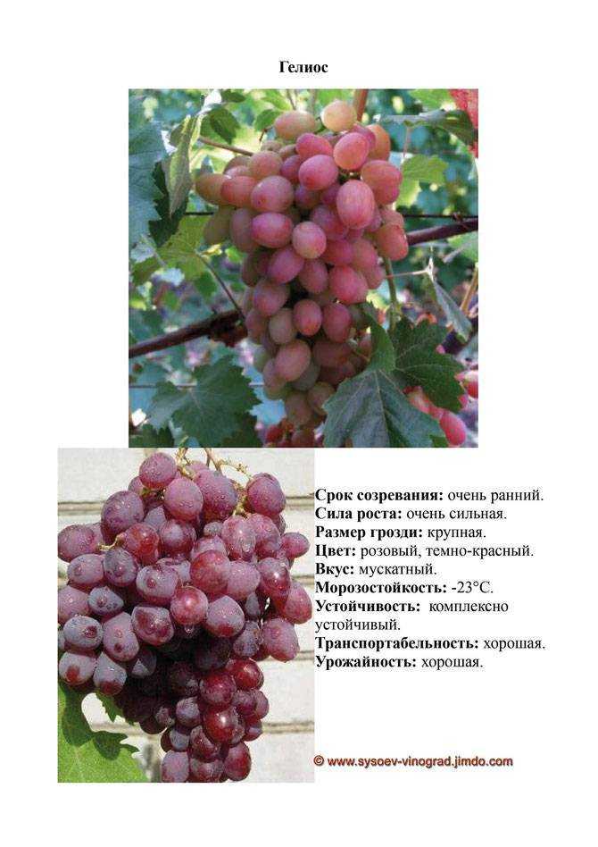 О винограде Гелиос: описание и характеристики сорта, посадка и уход