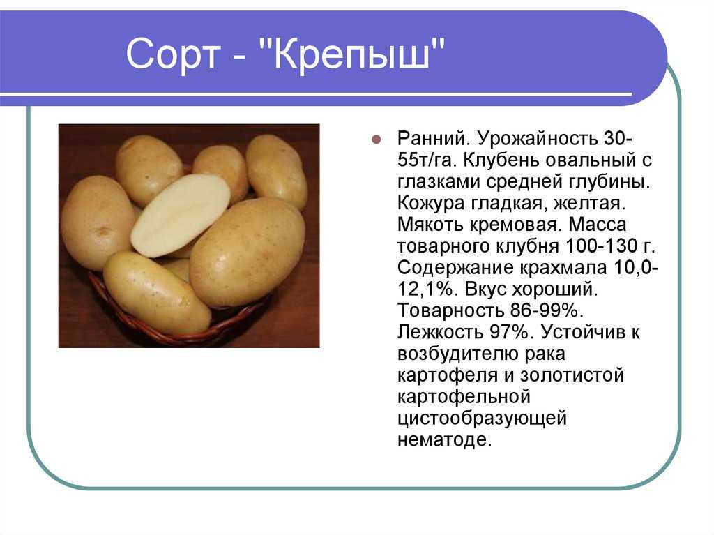 Картофель крепыш: отзывы, описание, характеристика, фото