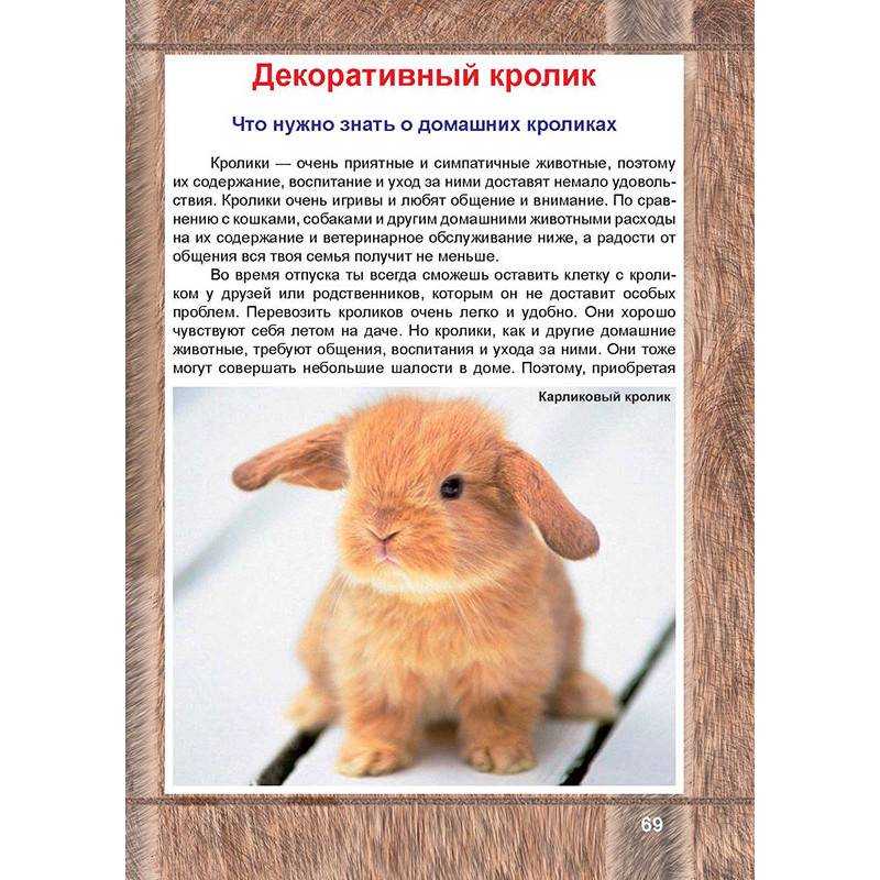 Как ухаживать за кроликами: декоративные и карликовые кролики, уход за ними и содержание