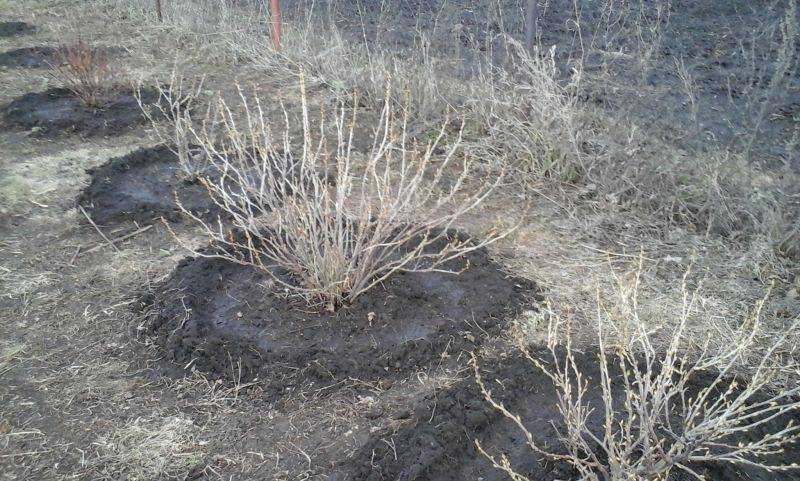 Подходящее время для весенней посадки крыжовника и на что следует обратить внимание