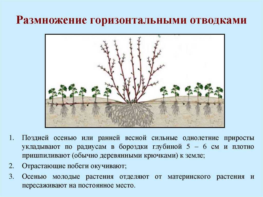 Когда пересаживать смородину: на новое место, летом, осенью
