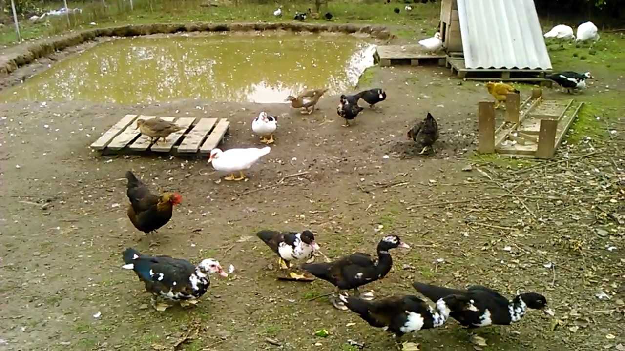 Можно ли держать вместе уток, кур и гусей в одном месте или помещении: в чем опасность, возможные проблемы