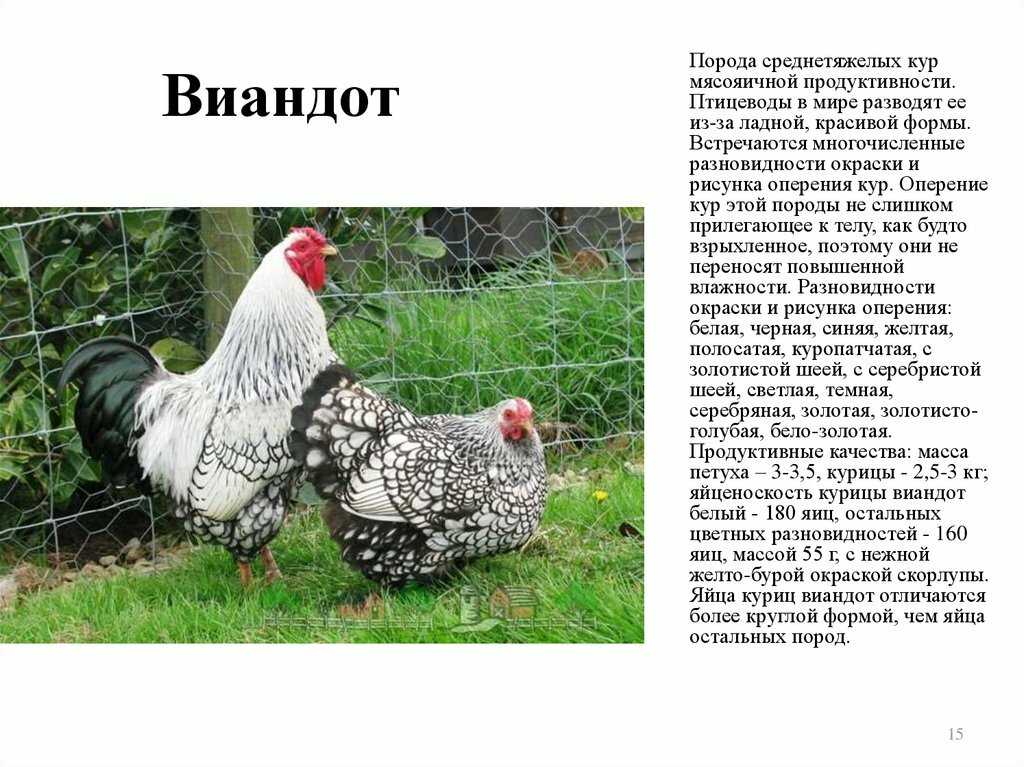 Особенности правильного разведения кур несушек, содержание