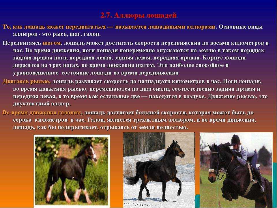 Абазинская порода лошадей: славные кони кавказа