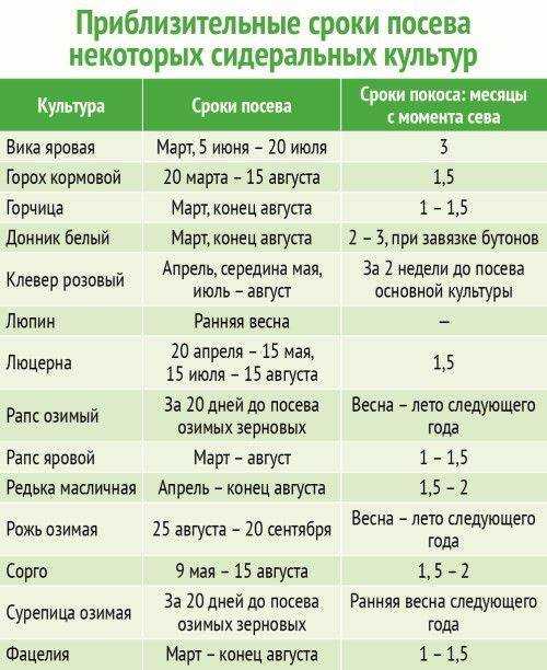 Клевер белый ползучий — «кудрявый медонос»: посадка и уход