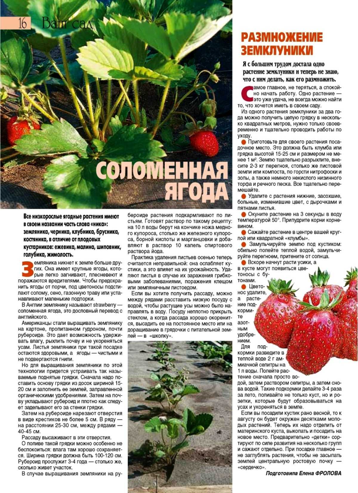 Клубника кимберли: описание сорта, правила посадки, ухода и полива при выращивании