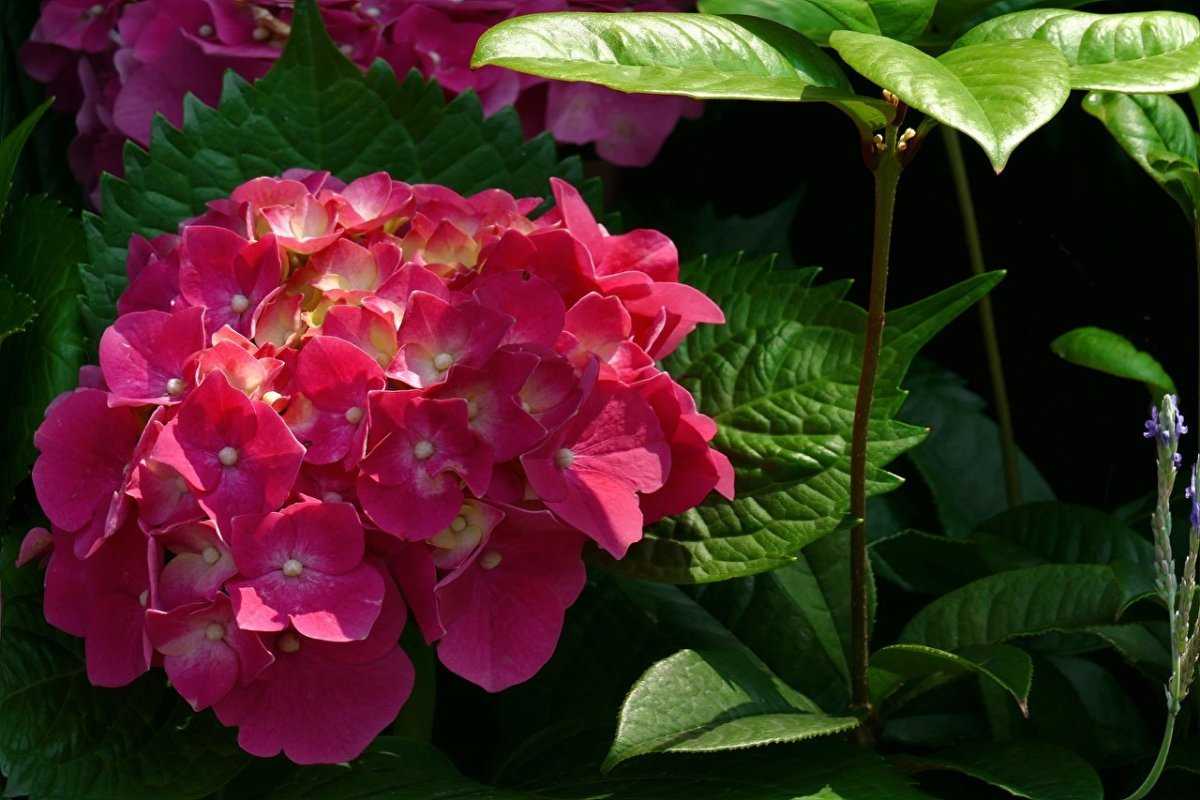 Ухаживание за гортензией крупнолистной (hydrangea macrophylla) 