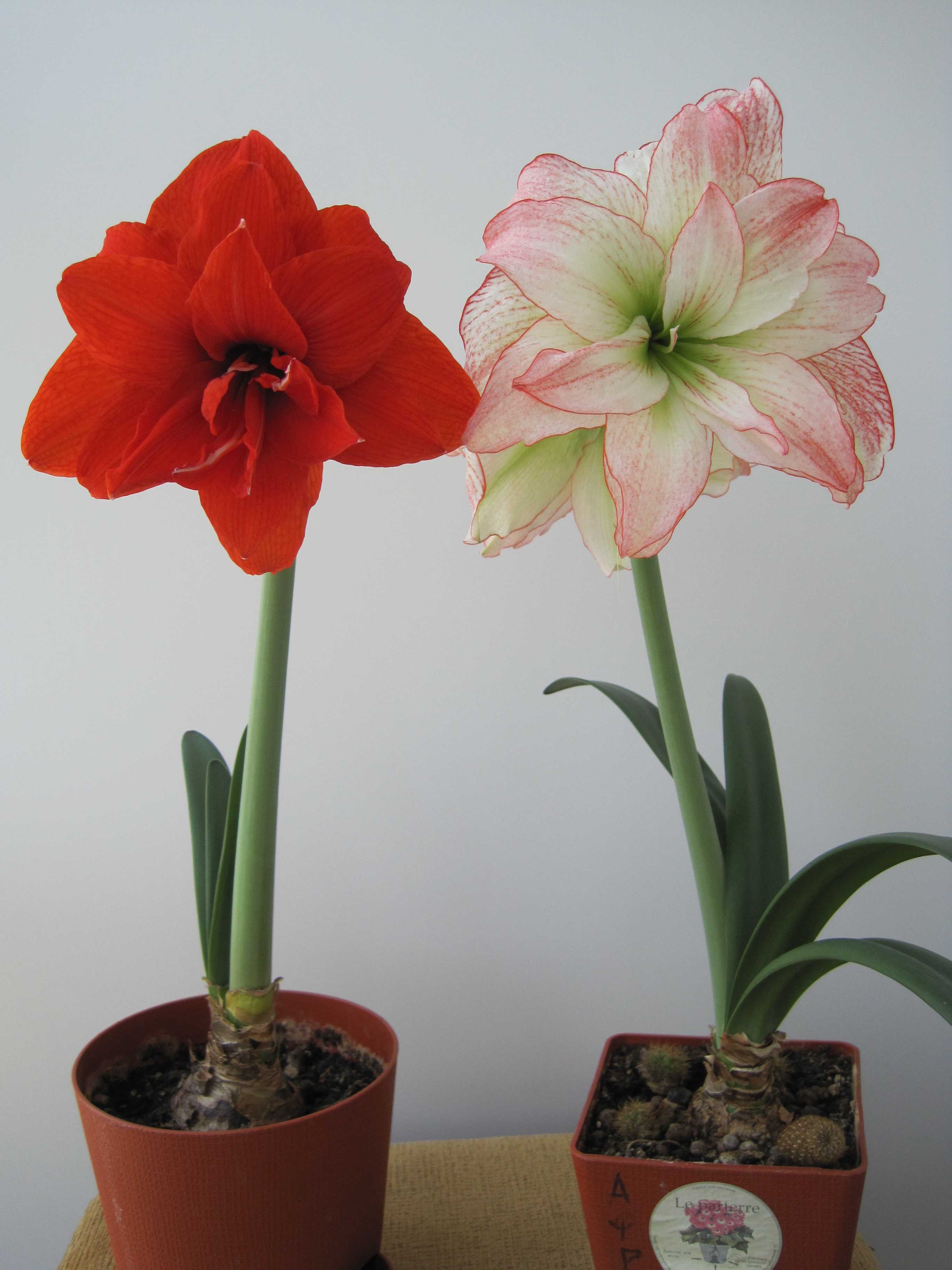 Удивительные цветы семейства луковичных гиппеаструмы: сорта, разновидности, фото
