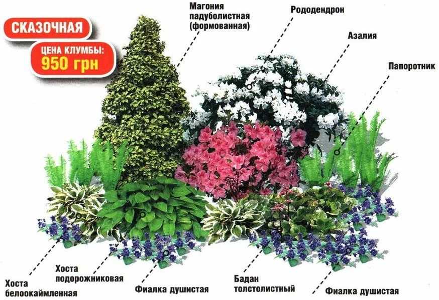 Папоротник лесной в саду: посадка и уход