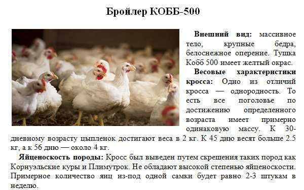 Цветной бройлер: описание породы tetra hb из венгрии, sassa (фото)