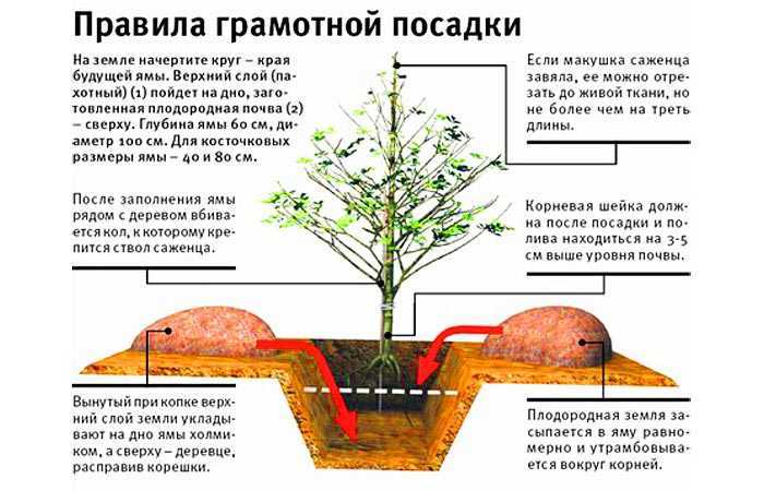 Уход за яблоней весной – пересадка, подкормка и удобрения + видео