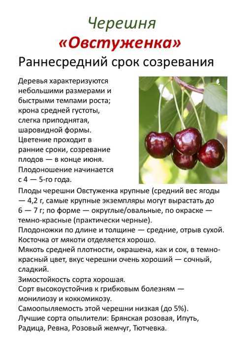 Описание вишне-черешневого гибрида ночка, характеристики и регионы выращивания дюка