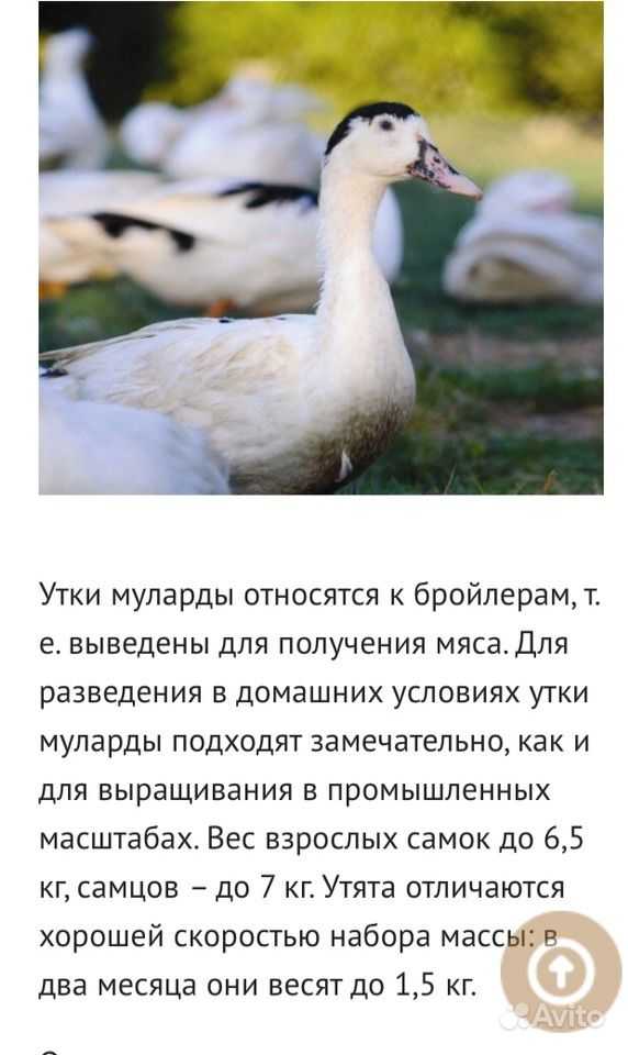 Кросс ст-5. что делает эту утку подходящей для начинающих и опытных птицеводов