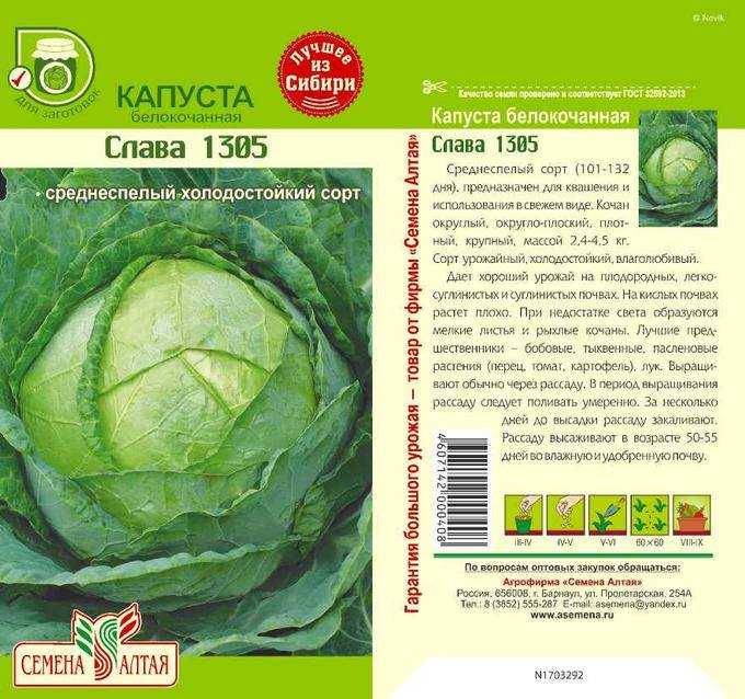Капуста слава 1305: описание сорта, фото, отзывы 