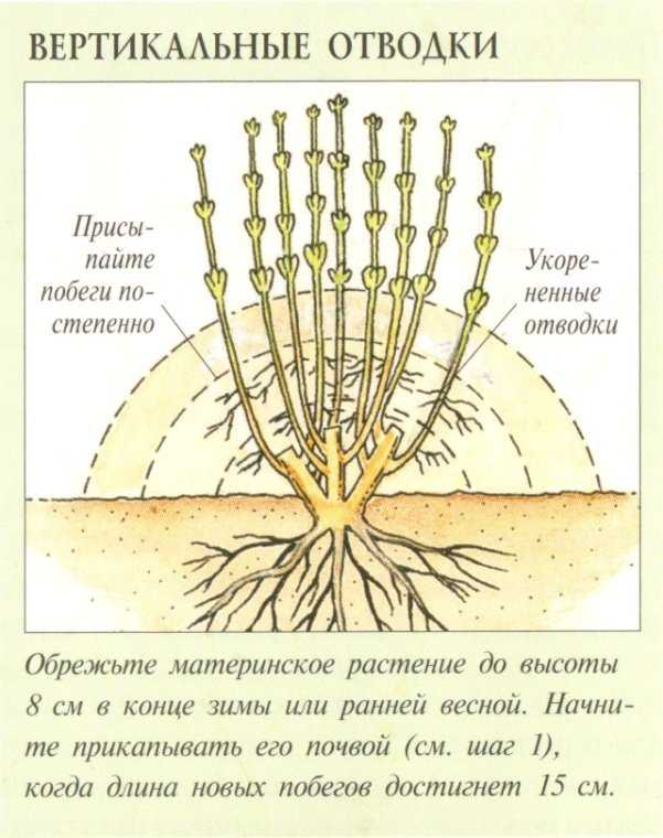 Размножение крыжовника