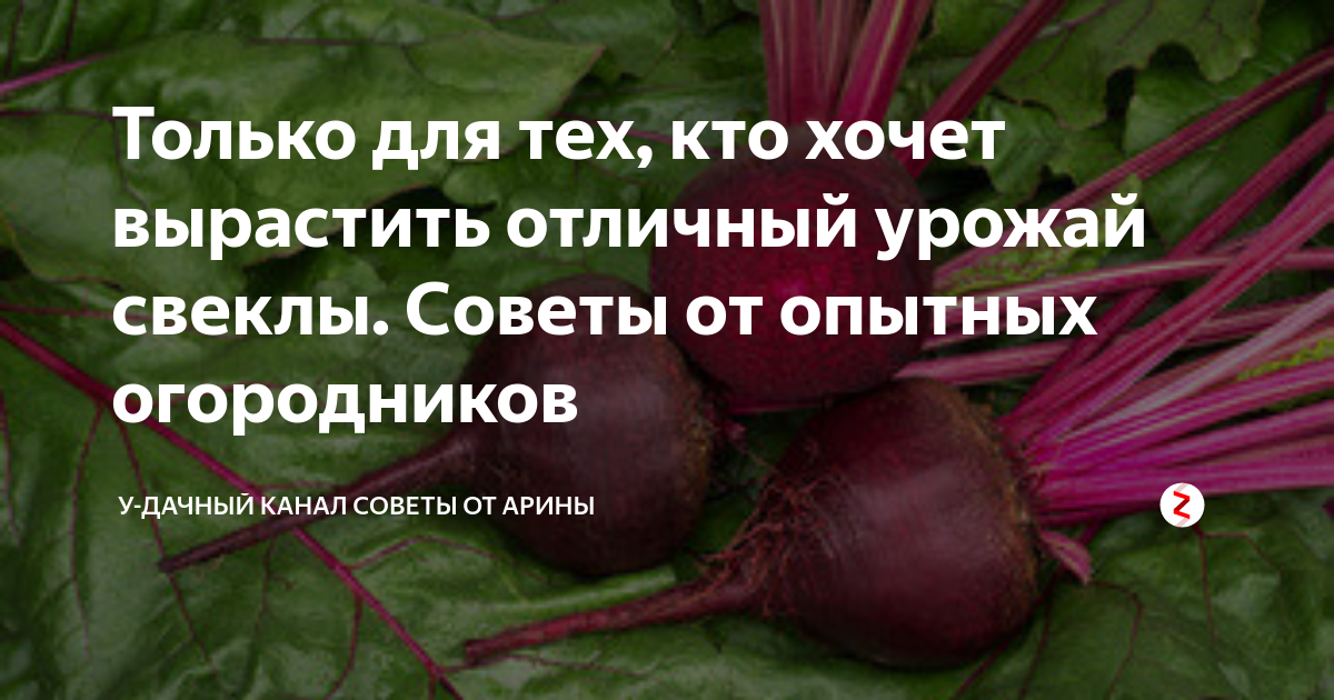 Когда сажать свеклу в открытый грунт