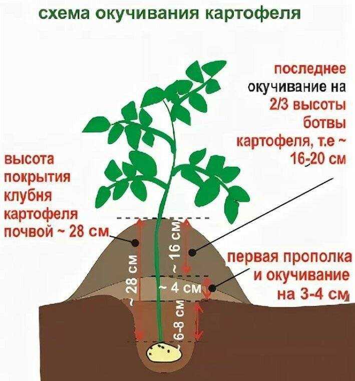 Нужно ли проращивать картофель перед посадкой и другие важные вопросы про картошку