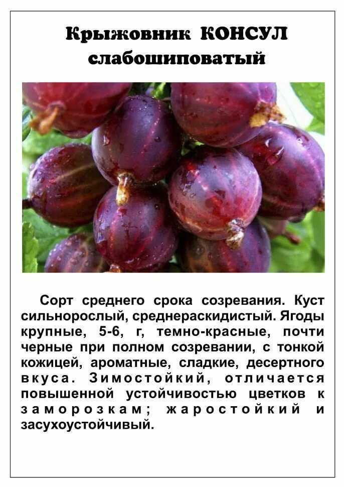Крыжовник командор (владил): описание сорта, фото, плюсы и минусы